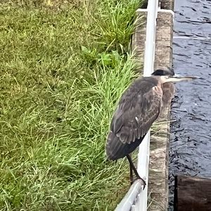 Meet your Posher, Tye